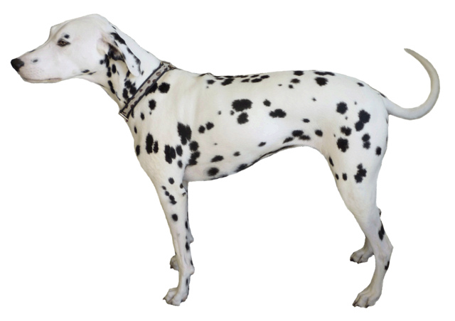 Dalmatian Dog Clipart Lge 17 Cm Wide   Flickr   Photo Sharing