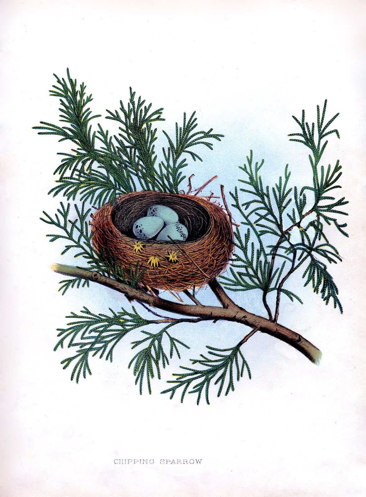 Nest In Tree Clipart Here S A Wonderful Bird S Nest