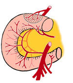 Artery Clipart Gd110011 Jpg