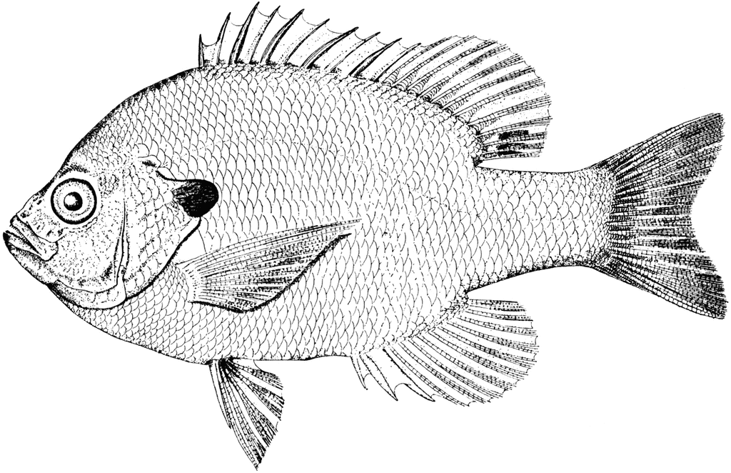 Bluegill Sunfish   Clipart Etc