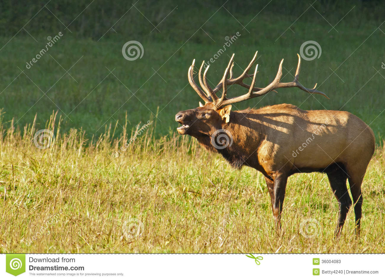 Bull Elk Sounds A Bugle In The Rutting Season At Cataloochee Part Of    