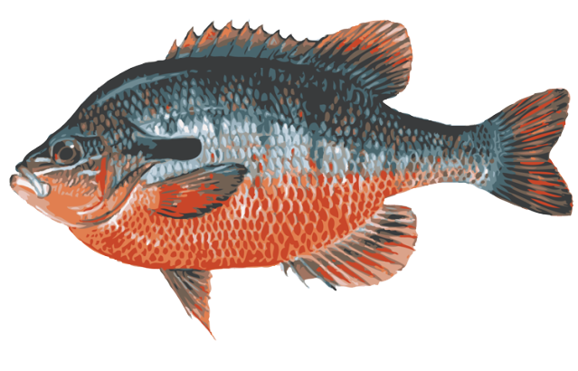 Clip Art Of A Redbreast Sunfish   Dixie Allan