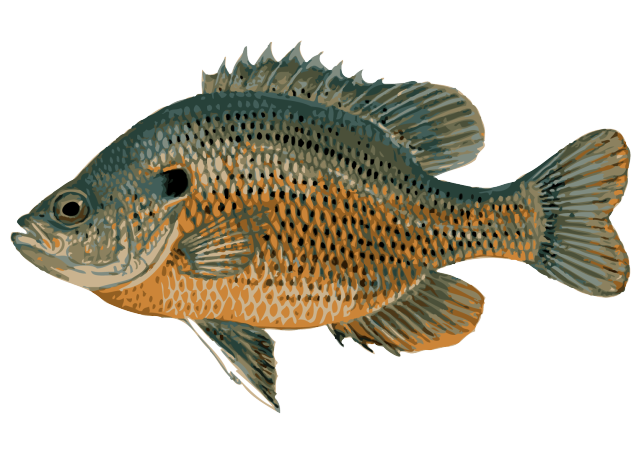 Clip Art Of A Spotted Sunfish   Dixie Allan