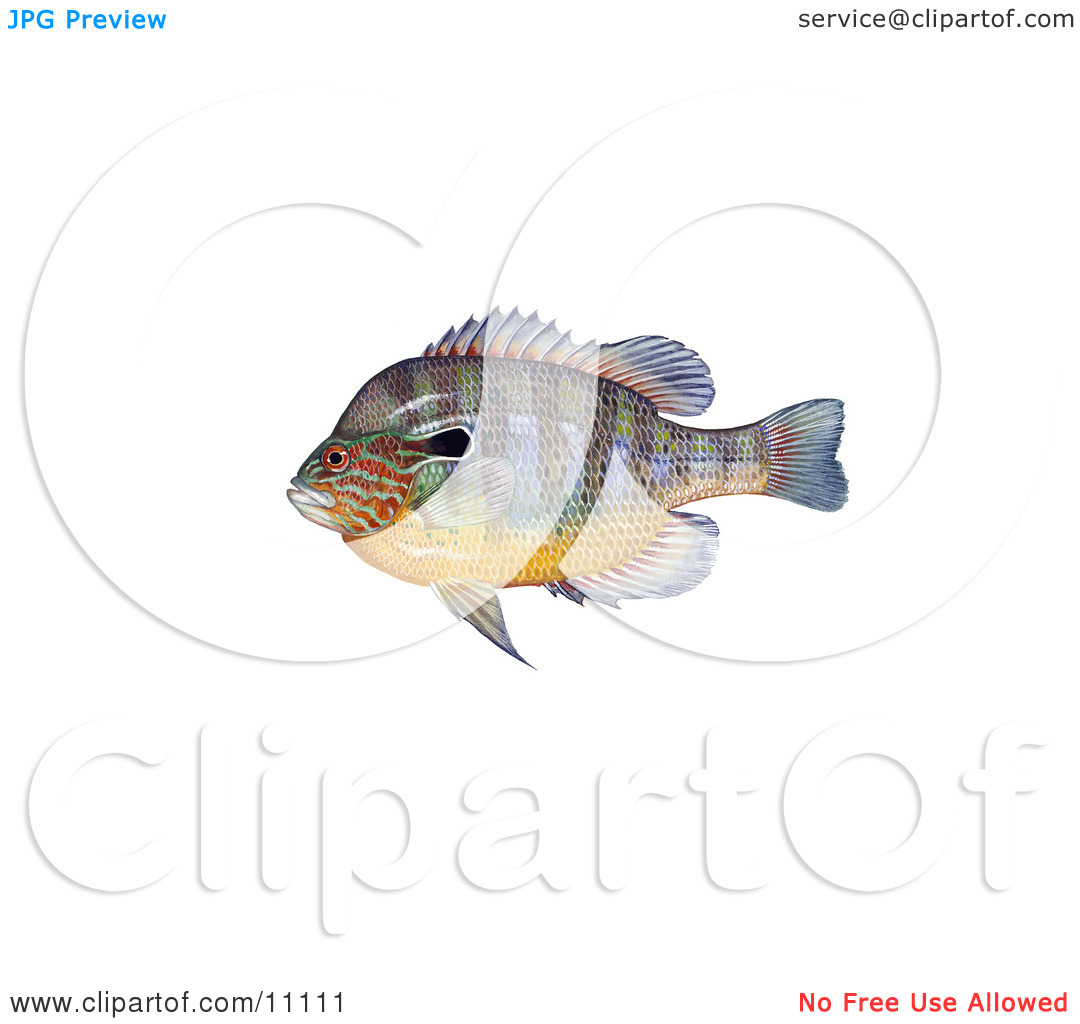 Clipart Illustration Of A Longear Sunfish  Lepomis Megalotis  By Jvpd