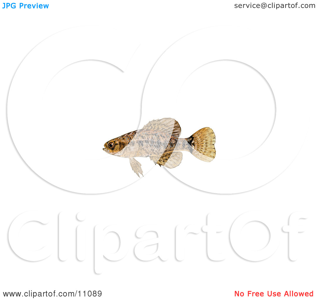 Clipart Illustration Of A Pygmy Sunfish  Elassoma Sp  By Jvpd  11089