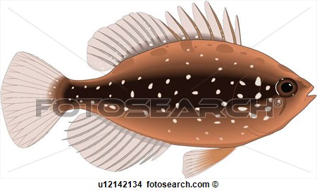 Clipart   Pigmy Sunfish  Fotosearch   Search Clip Art Illustration