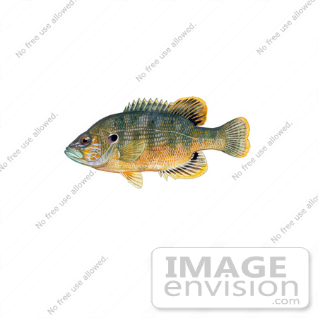 Fish Illustration Clipart Image Of A Green Sunfish  Lepomis Cyanellus