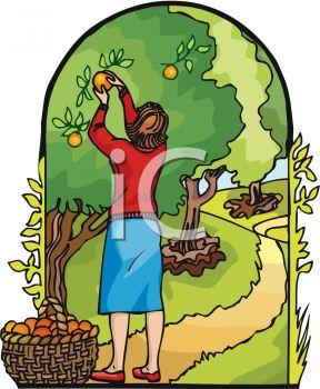    Fruit In An Orchard   Peaches And Peach Trees   Royalty Free Clip Art