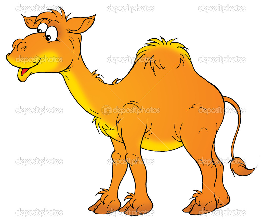 Gl Cklich Arabischen Kamels Mit Einem Buckel   Stockfoto