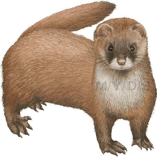 Himalayan Weasel Clipart Picture   Large