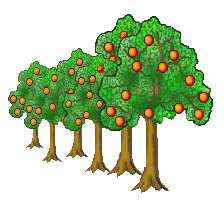 Orange Tree Clip Art   A Row Of Orange Trees   Orange Trees