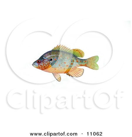 Royalty Free  Rf  Sun Fish Clipart   Illustrations  1