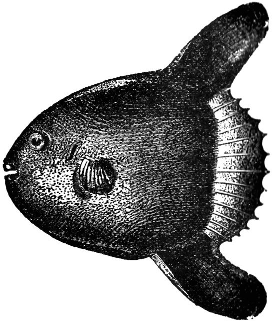 Sunfish   Clipart Etc