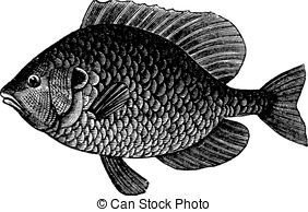 Sunfish Illustrations And Stock Art  80 Sunfish Illustration Graphics
