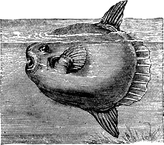 Sunfish  Orthagoriscus Mola    Clipart Etc