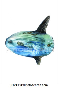 Sunfish Roach Fish Sea Animal Ocean  Fotosearch   Search Clipart