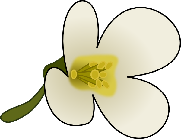 Thaliana Flower Clip Art At Clker Com   Vector Clip Art Online