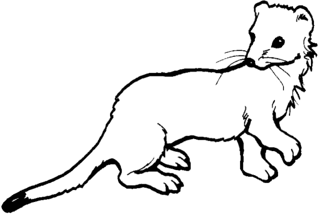 Weasel Clipart   Cliparts Co