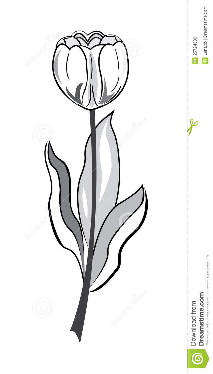 Black And White Tulip Illustration Royalty Free Stock Images   Image