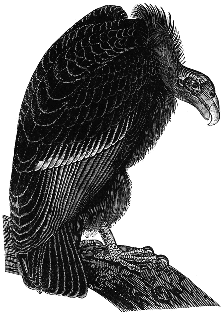 California Vulture   Clipart Etc