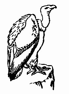 Free Vulture Clipart   Free Clipart Graphics Images And Photos