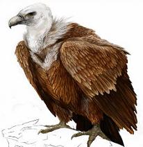 Free Vulture Clipart