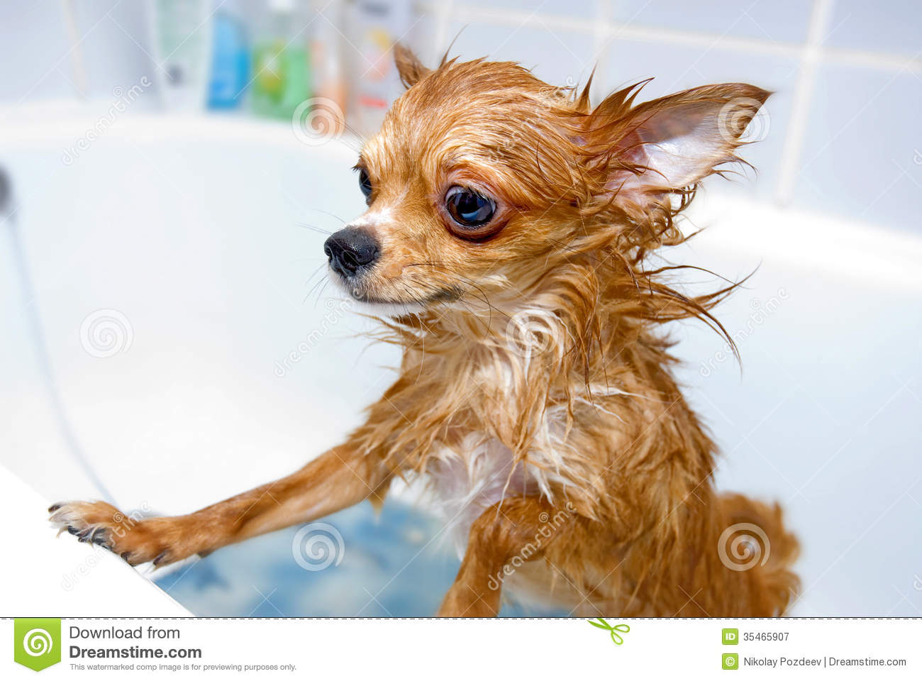Funny Wet Chihuahua Dog Royalty Free Stock Photography   Image    