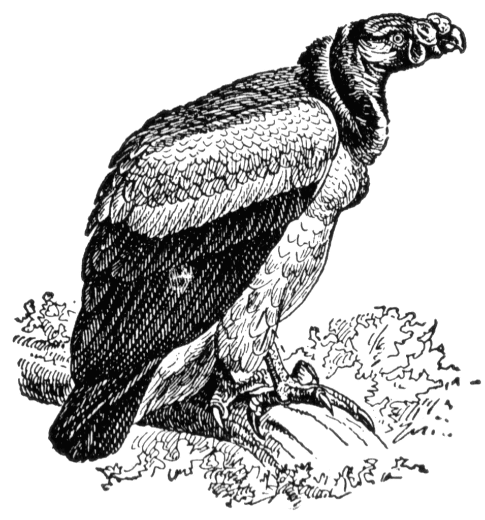 Vulture   Clipart Etc