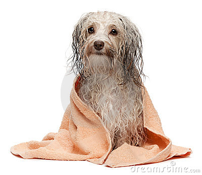Wet Chocolate Havanese Dog After Bath Stock Image   Image  19119861