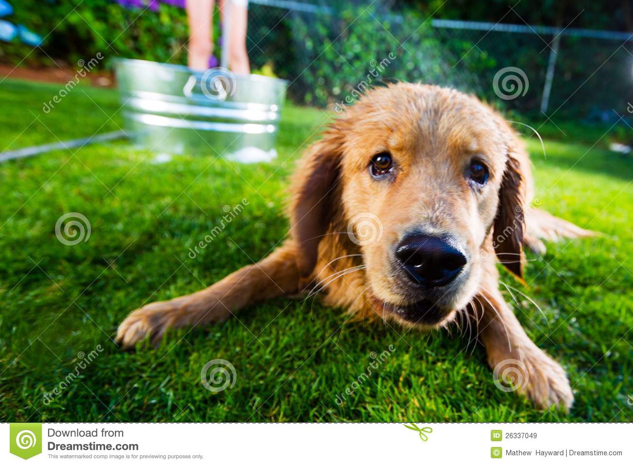 Wet Dog Royalty Free Stock Images   Image  26337049