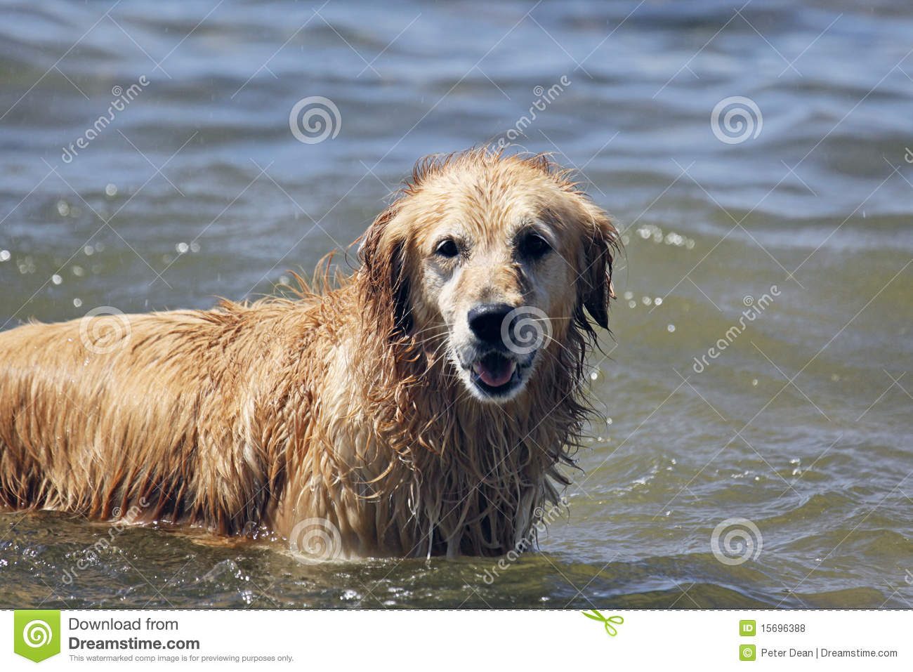 Wet Dog Royalty Free Stock Photos   Image  15696388