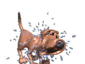 Wet Dog Shakin Photo Bloodhound Shaking Of A Lc Gif