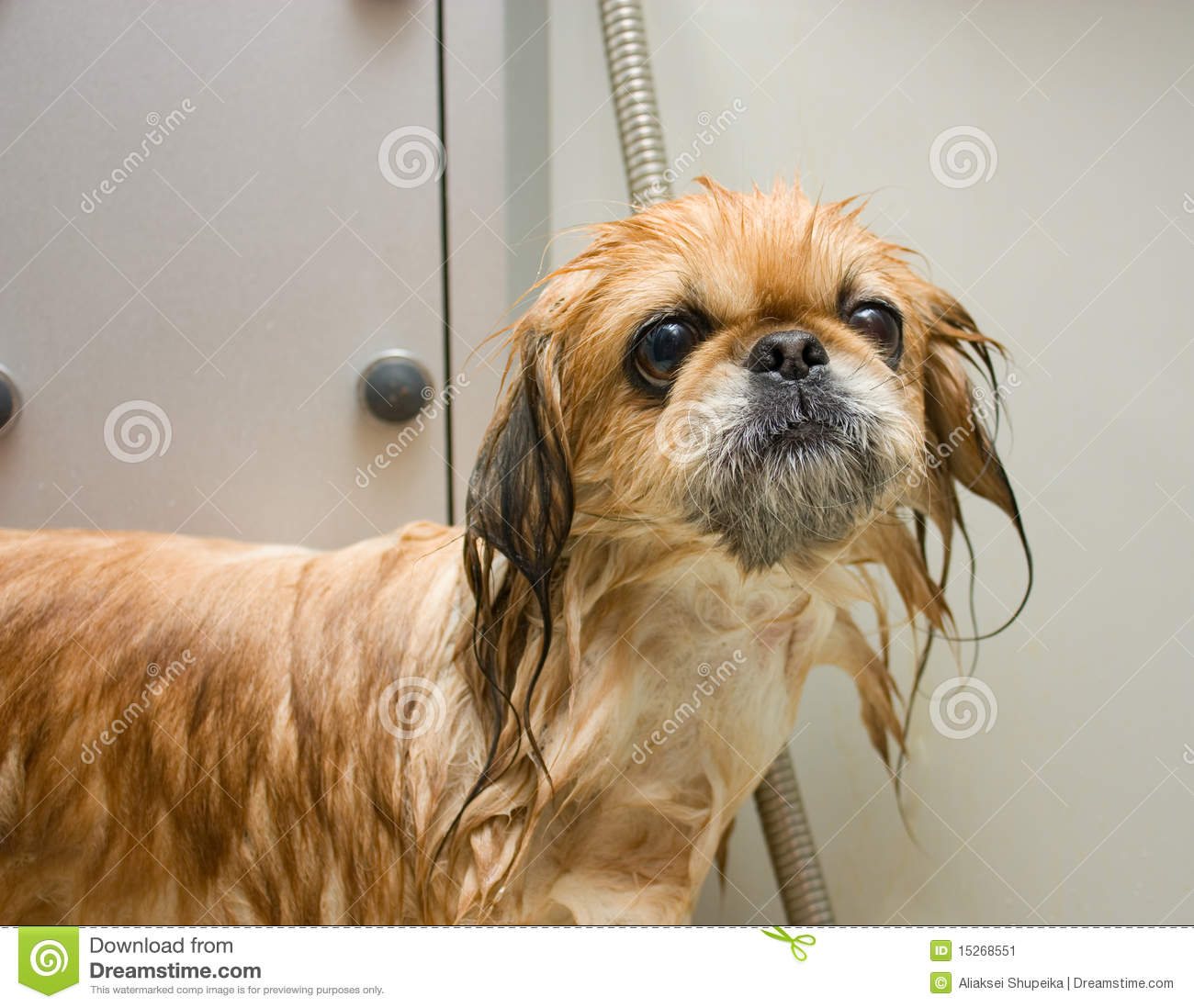 Wet Dog Stock Image   Image  15268551