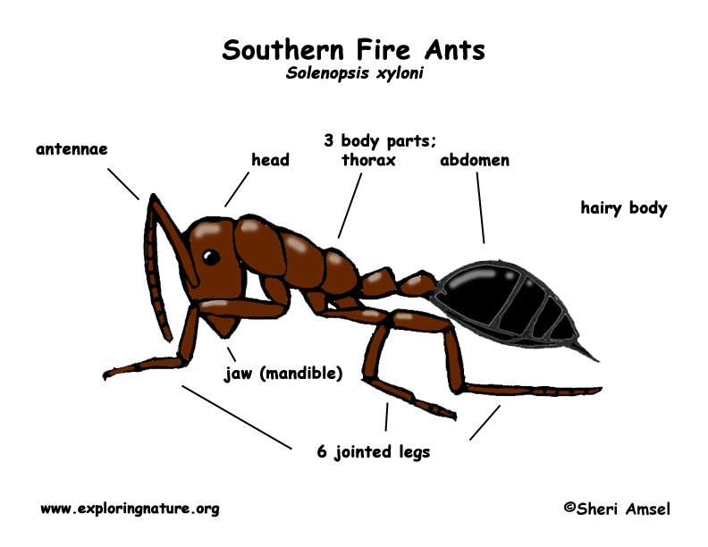 Ant Hill Clipart