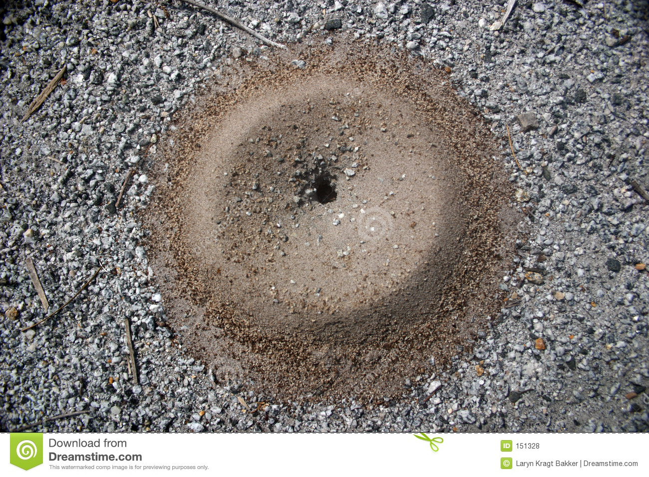 Ant Hill Entrance On Gravel  Looks Like An Art Piece By A Nature    