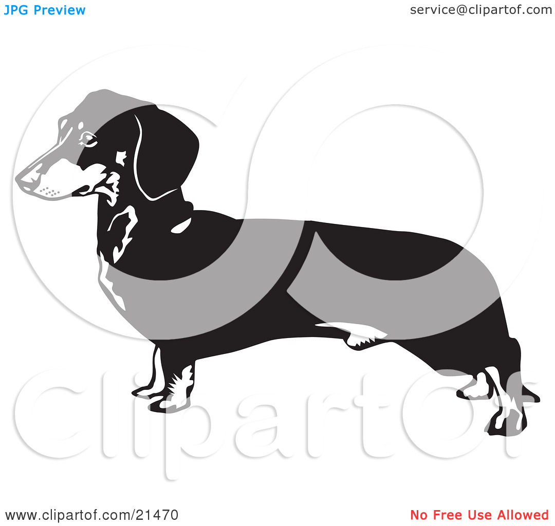 Clipart Illustration Of A Long Dachshund Doxie Dackel Or Teckel Dog