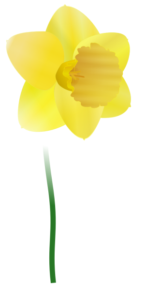 Daffodil 03   Http   Www Wpclipart Com Plants Flowers Daffodil    