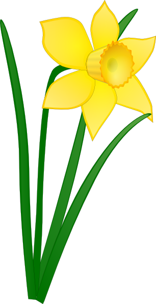 Daffodil Clip Art At Clker Com   Vector Clip Art Online Royalty Free    