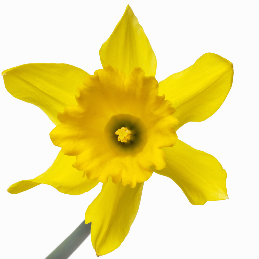 Daffodil Drawing   Clipart Best