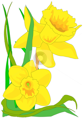 Daffodils Stock Vector Clipart   Clipart Panda   Free Clipart Images