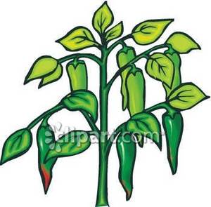 Jalapeno Pepper Plant Royalty Free Clipart Picture