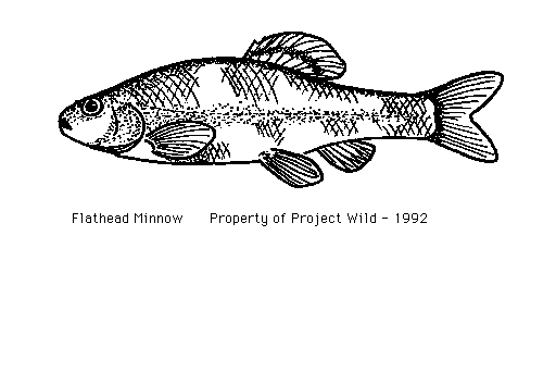 Minnow Fish Clip Art Flathead Minnow