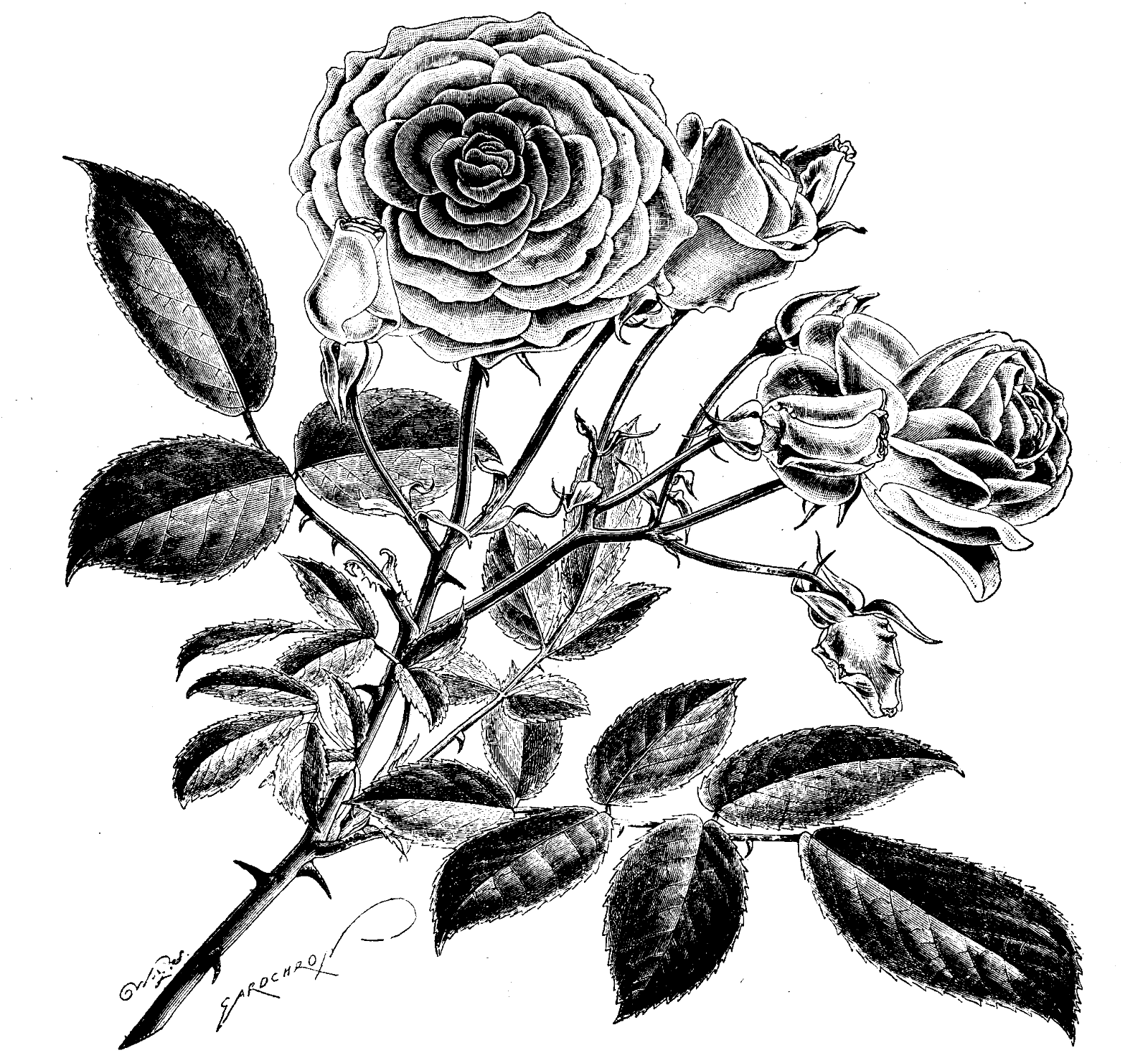 Reading Roses   Prose  Roses In Black And White