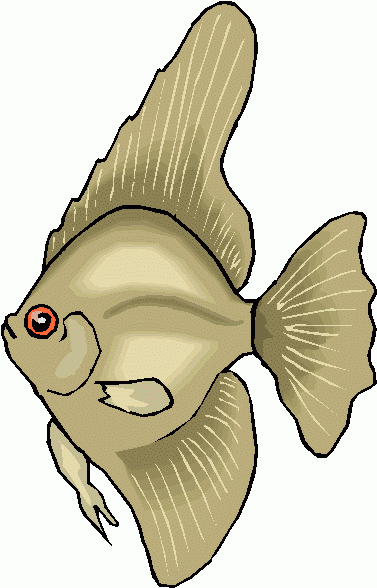 Angel Fish 3 Clipart Clip Art Picture