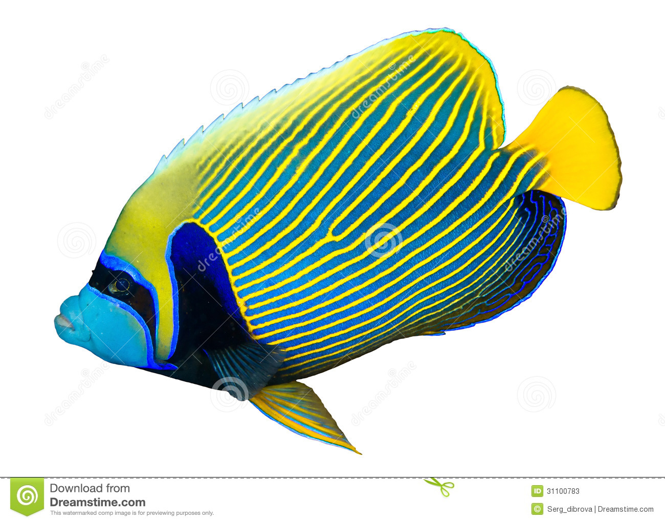 Angel Fish Clipart   Clipart Panda   Free Clipart Images