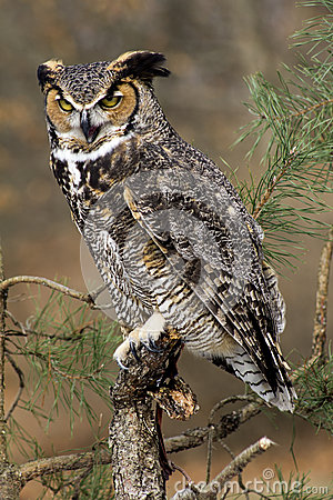 Angry Great Horned Owl Stock Images   Image  29006414