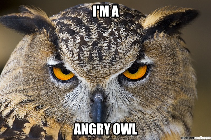 Angry Owl Image