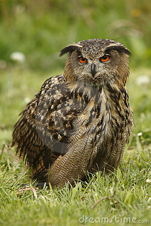 Angry Owl Stock Photos   Image  14515463
