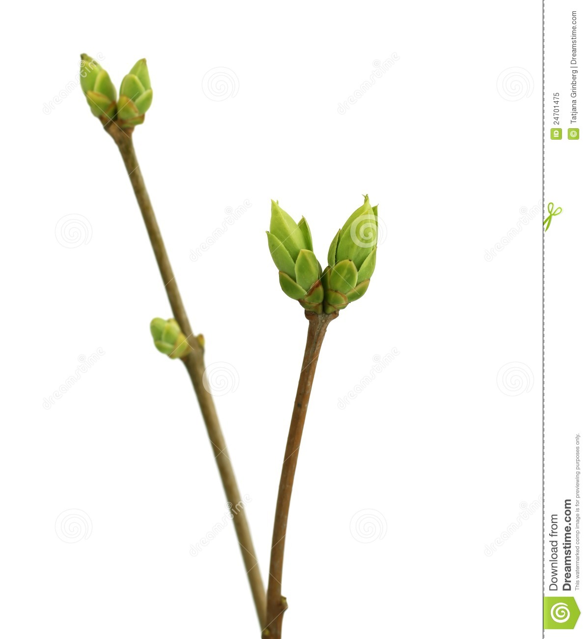 Branch Of Tree With Buds Isolated On White Royalty Free Stock Photo