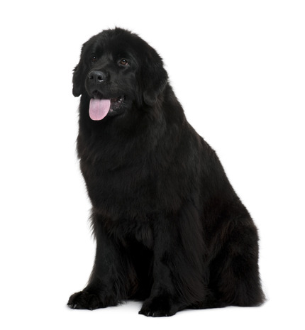 Breed Of The Month  Newfoundland